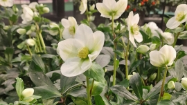 Ciemiernik (Helleborus) – wyjątkowy kwiat na chłodne dni