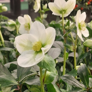 Ciemiernik (Helleborus) – wyjątkowy kwiat na chłodne dni